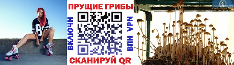 Купить  Устюжна  Псилоцибиновые грибы Psilocybe 